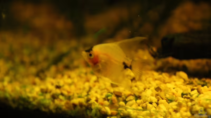 Skalar 1 von Sebastian Wolff (15)