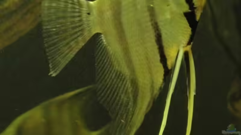 Skalar 10.10.2012 von Laura (55)