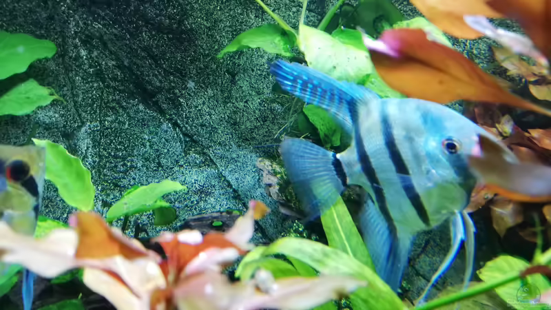 Skalar 2 von Chinese Inai (33)