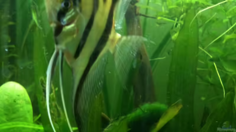 Skalar 6 Stück zur Pärchenfindung von Thorsten Höh (6)