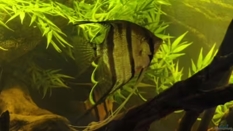 Skalar am 1.5.13 von Laura (37)