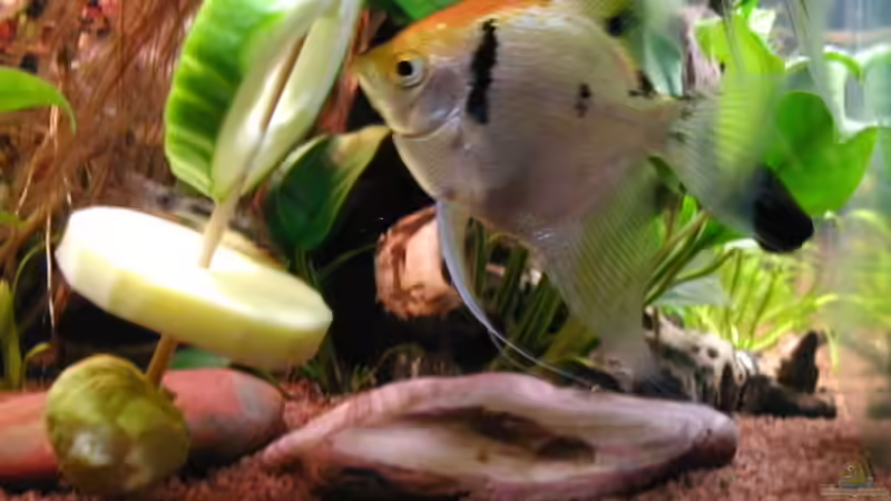 Skalar an Gemüsespieß  von Heike Wodzinski (11)