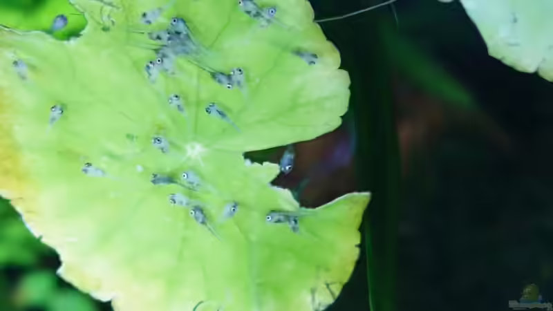 Skalar Babys von Helene (30)