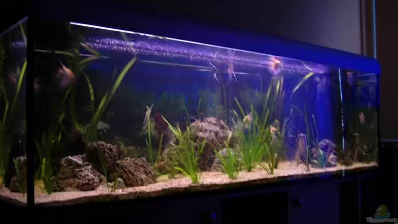 Skalar Becken 1 960l von Cliff Lehmann (5)