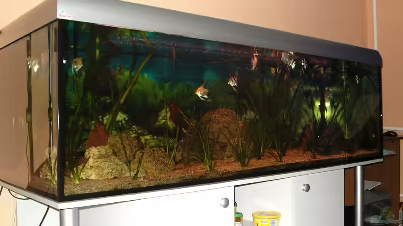 Skalar Becken 2 960l von Cliff Lehmann (6)