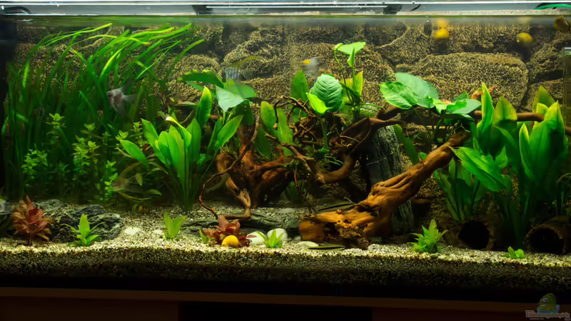 Skalar Becken von Skalar8705 (3)