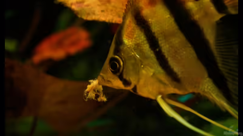 Skalar beim Fressen von Andi Hofstetter (12)