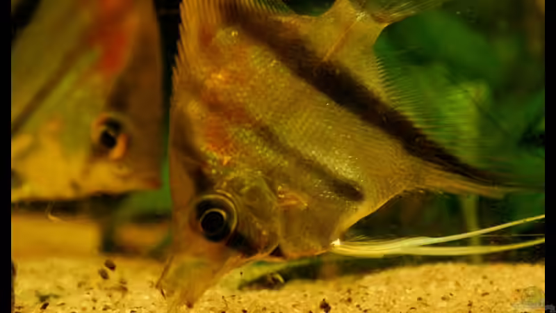 Skalar beim Fressen von Andi Hofstetter (13)