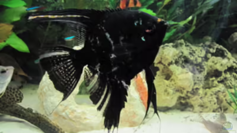 Skalar black von Skalar Fan (10)