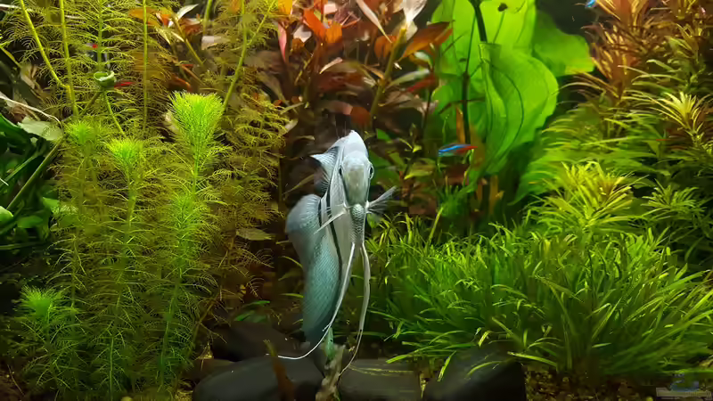 Skalar blue 25.12 von Mel (36)