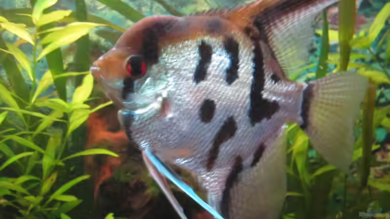 Skalar Bock    von Malawi-Dude (16)