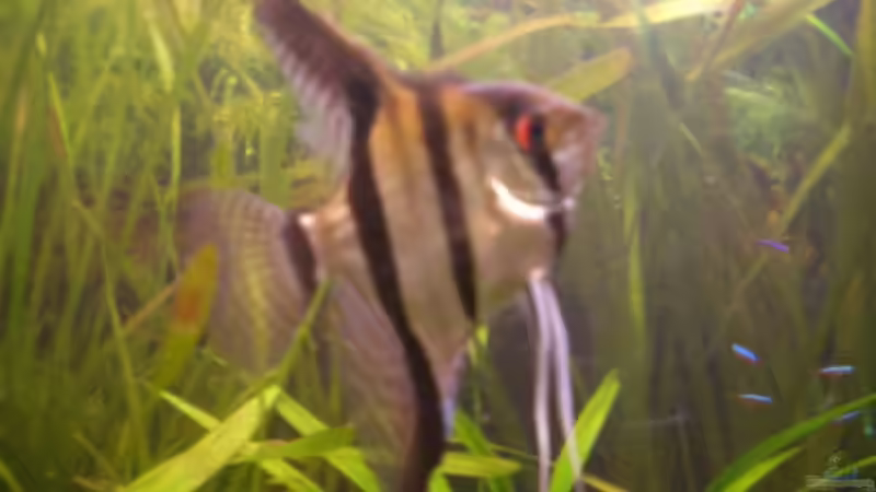 Skalar Bock = Cheffe von Sirko Fricke (8)