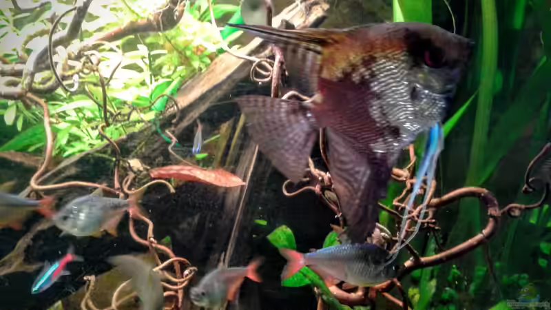 Skalar Bock 01.02.2016 von Ele Meer (33)