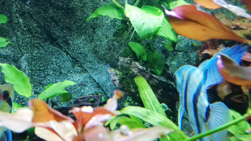 Skalar Bock 2 von Chinese Inai (27)