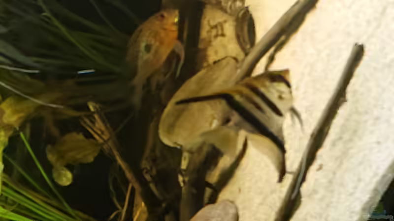 Skalar Dame von DennisTheMenis (27)