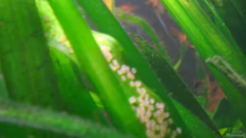 Skalar Gelege von Marco Weis (36)