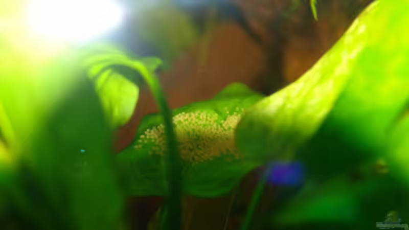 Skalar Gelege von Paul Kerschbaumer (21)