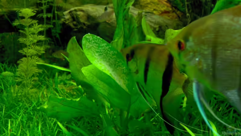 Skalar-Gelege von Stefan Reinl (22)