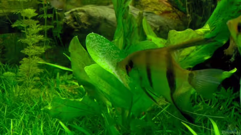 Skalar-Gelege von Stefan Reinl (23)