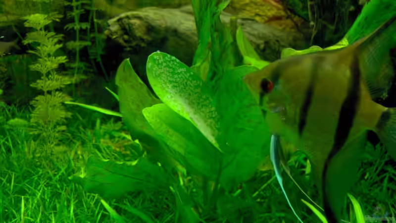 Skalar-Gelege von Stefan Reinl (24)