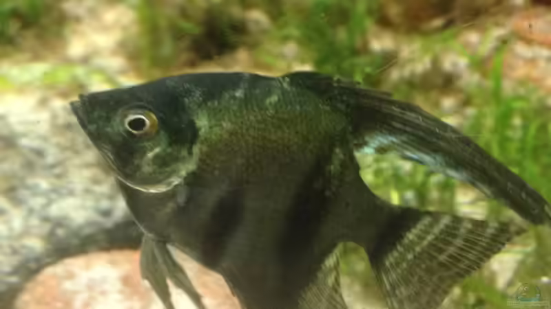 Skalar Ghost von parrots-of-fire.de (9)