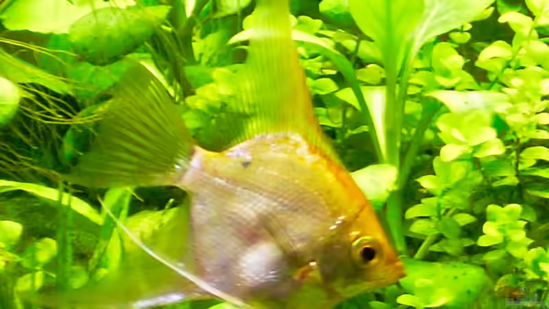 Skalar-Gold von Skalarfreund (6)