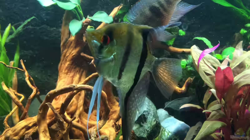 Skalar (groß) von X-Rayminator (22)