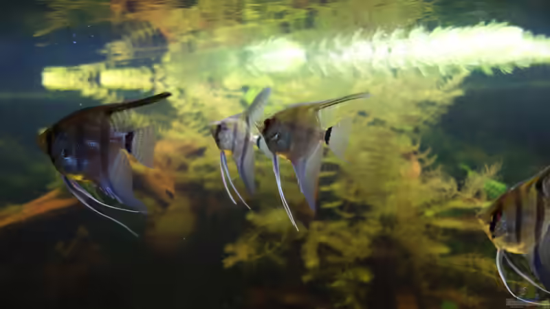 Skalar Gruppe. von Ba Bu (21)