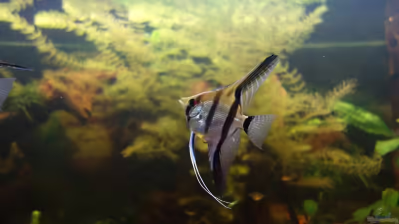 Skalar im ´Stress´ - er glaubt gleich gibts was zu fressen. von Ba Bu (23)