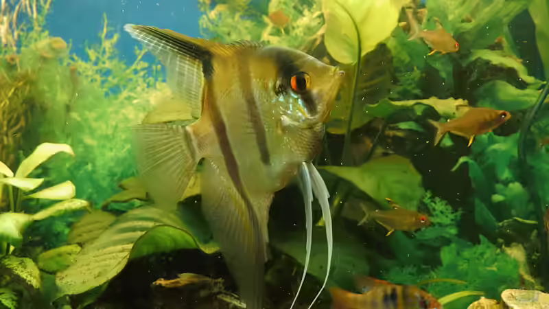 Skalar in der großenSchwimmzone von aqua david (20)