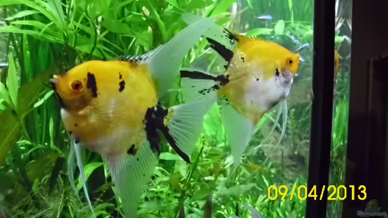 Skalar-Kaleidoskop Red Devil von Günther Kröger (40)