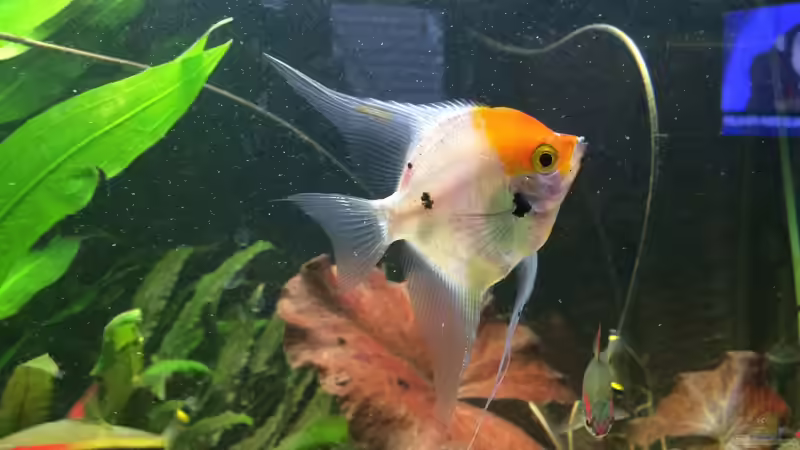 Skalar (klein) von X-Rayminator (21)