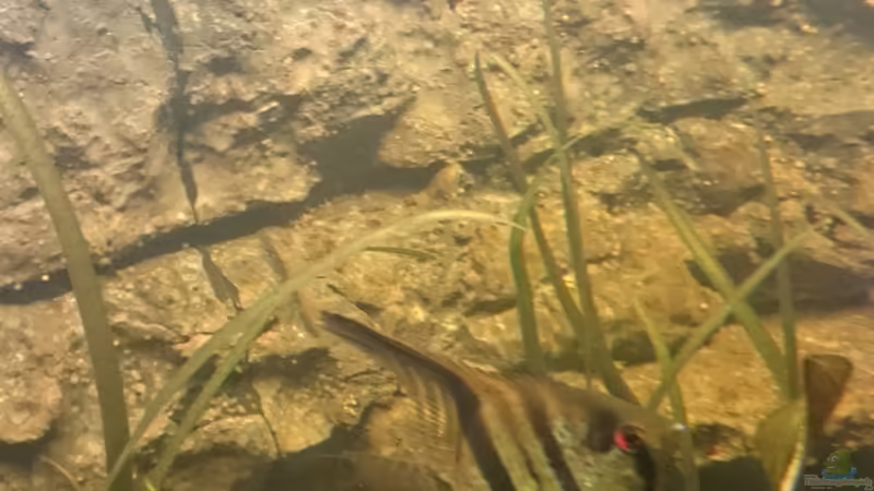 Skalar Laich von DennisTheMenis (29)