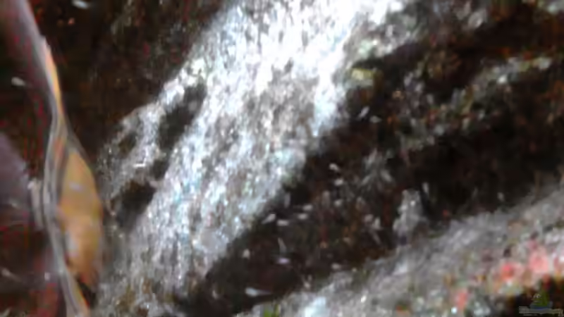 Skalar-Larven 12.11.17 von Thorsten G. (39)