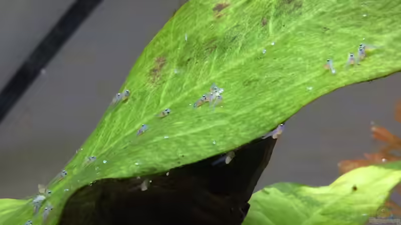 Skalar Larven Tag 3 :) von Ragner (33)