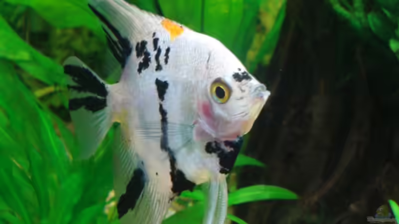 Skalar (m) von Chris 81 (13)