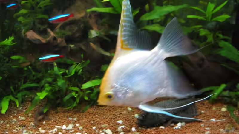 Skalar Mädl Nummer 1 von Malawi-Dude (10)