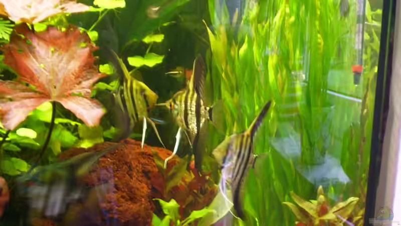 Skalar Männchen beim Revier Kampf von Adamov (34)