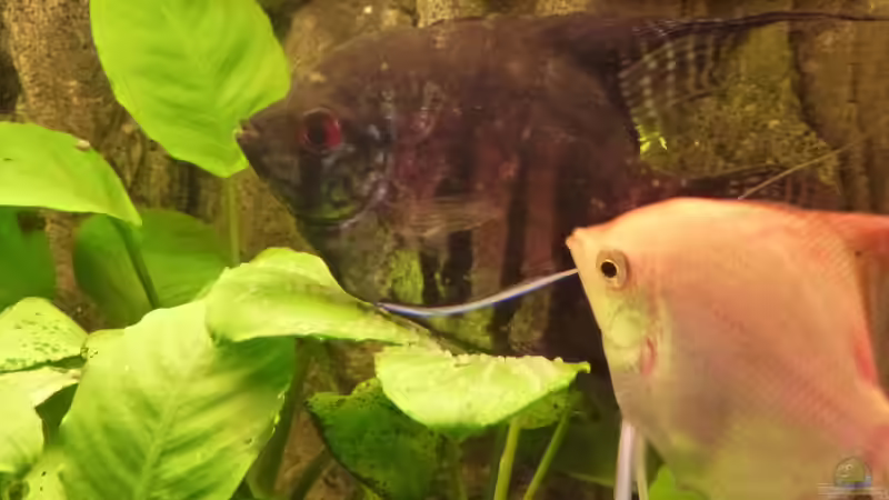 Skalar Männchen (Schwarz) beim befruchten von gbroker (10)