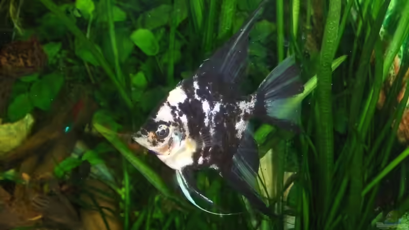 Skalar/Männchen von Mellie (18)