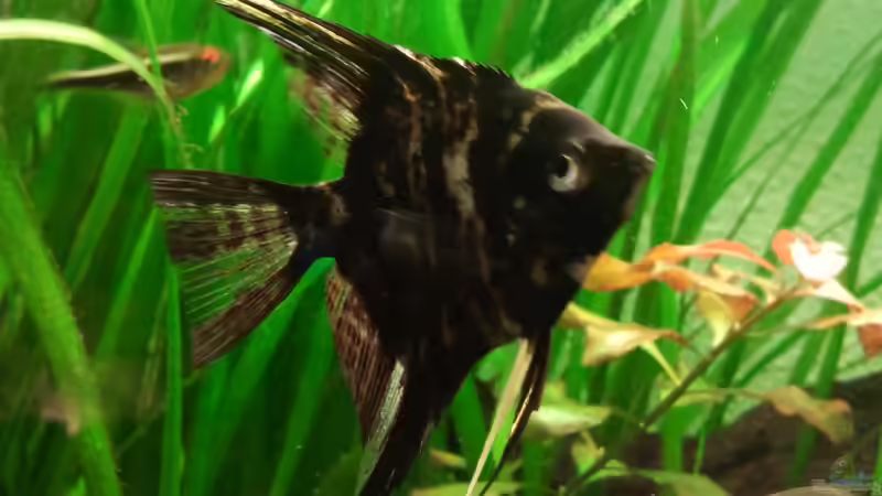 Skalar marmorfarben von Zebraschecke (32)