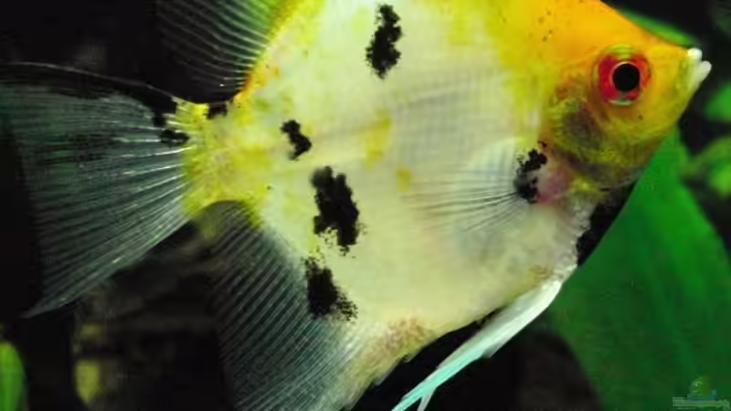 Skalar meiner Tochter: Mimmi ....leider verstorben von Microsash (20)