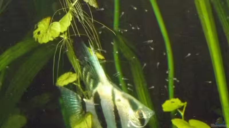 Skalar mit freischwimmenden Jungen von Mario_83 (15)