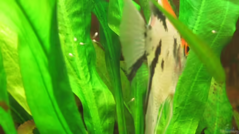 Skalar mit freischwimmenden Jungtieren (12.11.10) von Opodeldok (40)