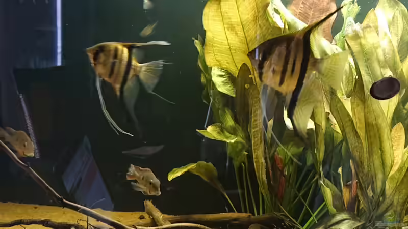 Skalar mit Hemmigrammus ocellifer Geos und Beilbauch von DennisTheMenis (20)