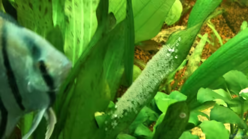 Skalar mit Laich von Mario_83 (13)