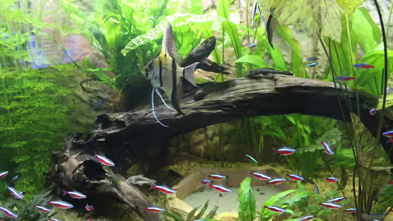 Skalar,Neons,Ancistrus von Ottche (41)