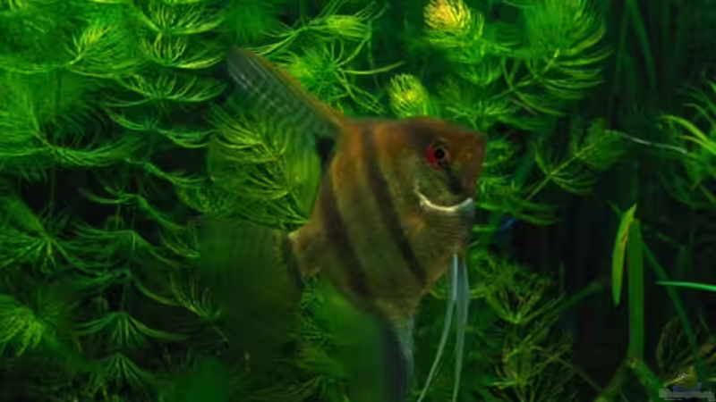 Skalar *Orion* von Frances (21)