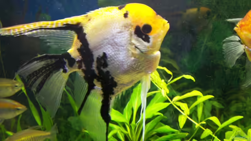 Skalar Otto von Dani7 (16)