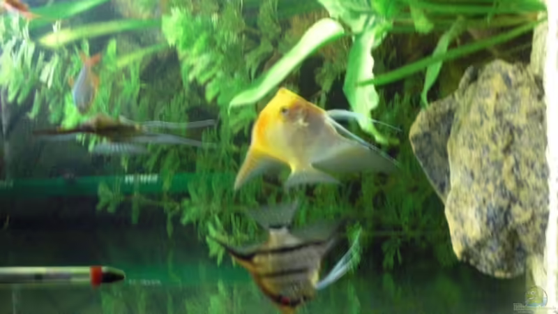 Skalar Päärchen von the pepper (11)